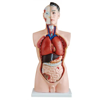 Anatómia trupu model 85 CM Mužského Trupu 19 Častí,ľudské torzo